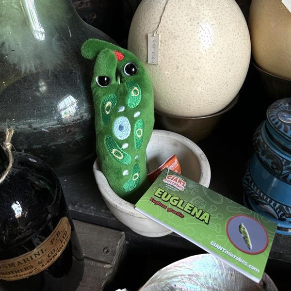 Giant Microbe: Euglena