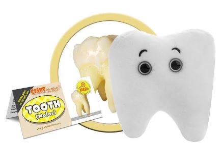 Plush molar tooth with eyes next to an image of a real tooth