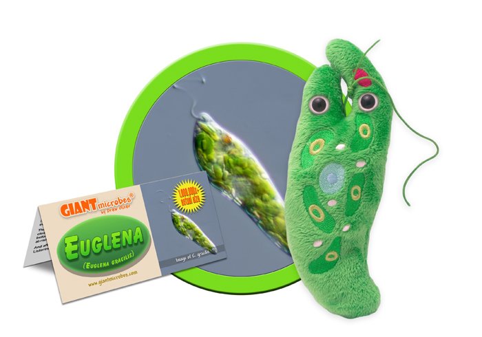 Giant Microbe: Euglena