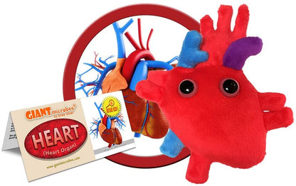 Heart plush next to an anatomical heart illustration