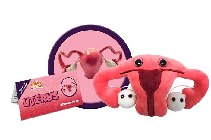 Pink plush toy in the shape of a uterus with white egg cells next to an image of a real uterus