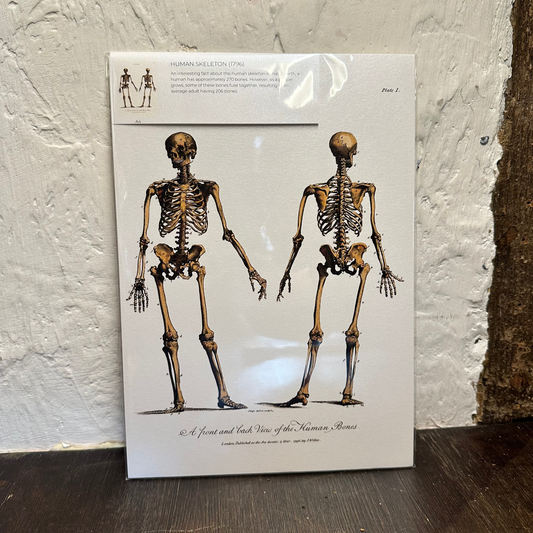 Anatomical skeleton poster on a textured wall