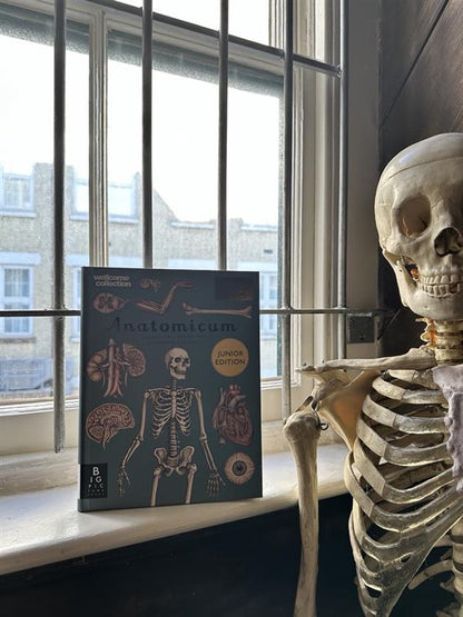 Anatomicum: Junior