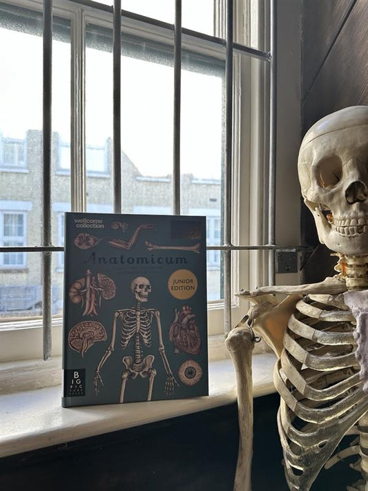 Anatomicum: Junior