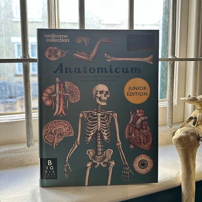 Anatomicum: Junior