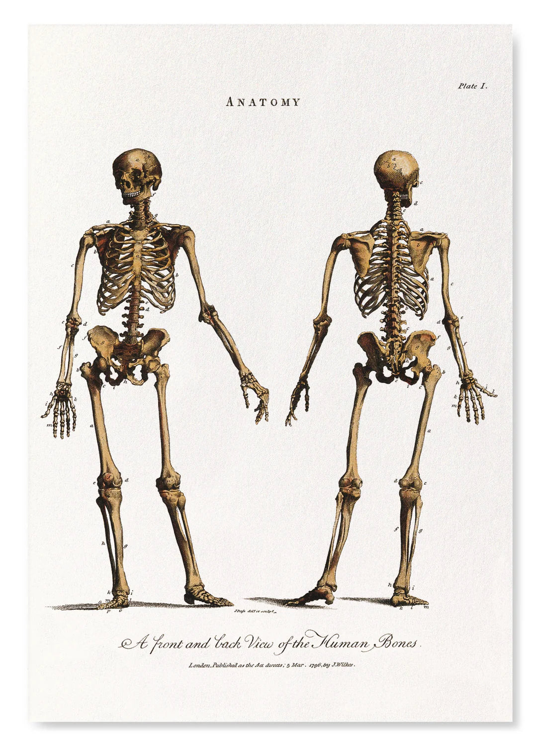 Human Skeleton (1796): A4 Art Print
