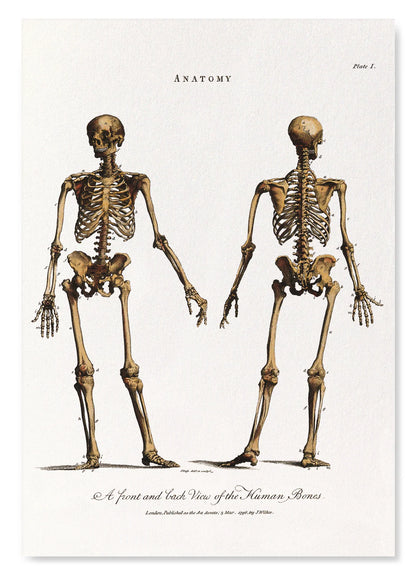 Human Skeleton (1796): A4 Art Print